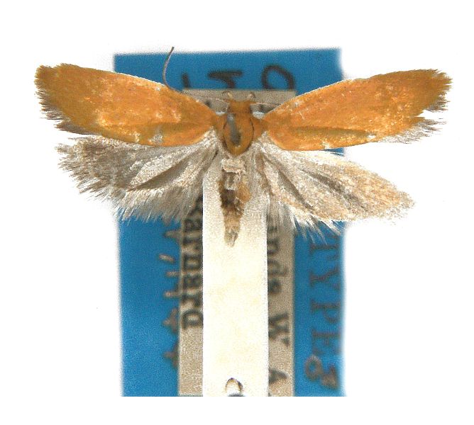 Poliorhabda chrysoptera