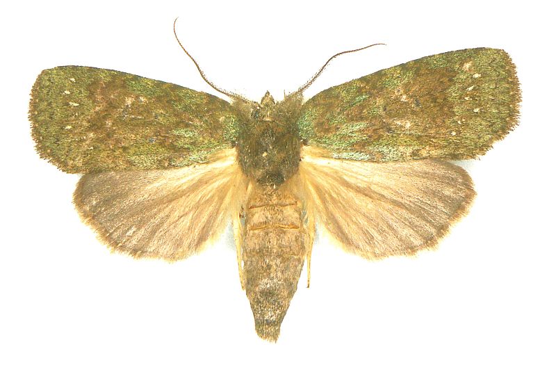 Polychoa styphlopis