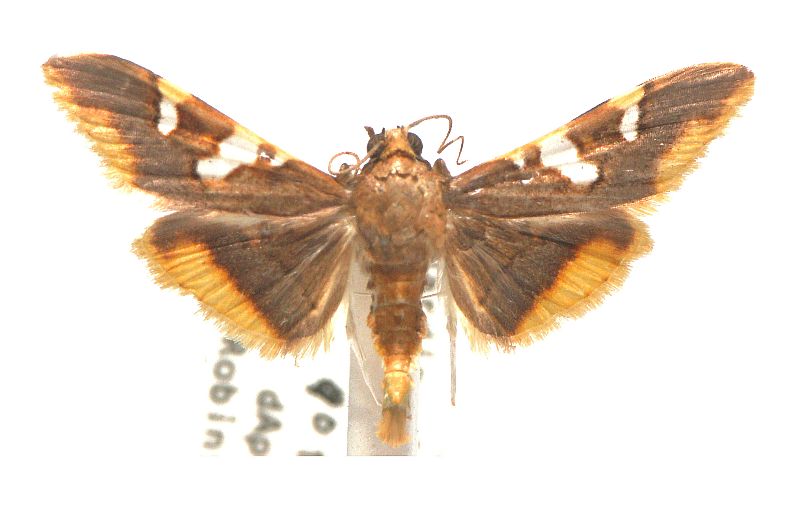 Prophantis adusta