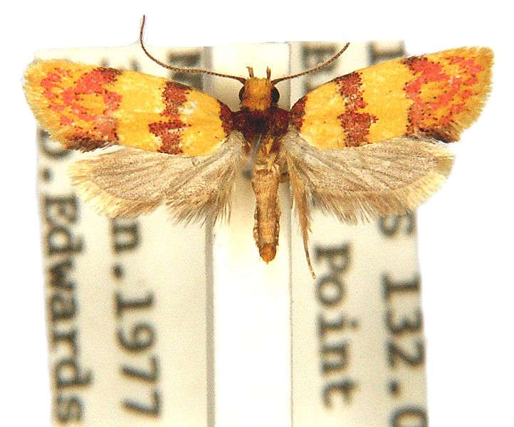 Psaroxantha miltozona