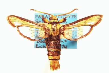 Pseudosesia oberthuri