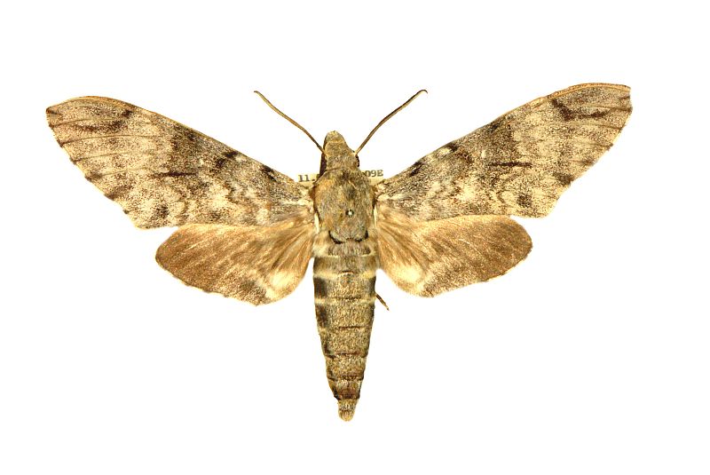 Psilogramma argos