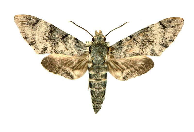 Psilogramma argos