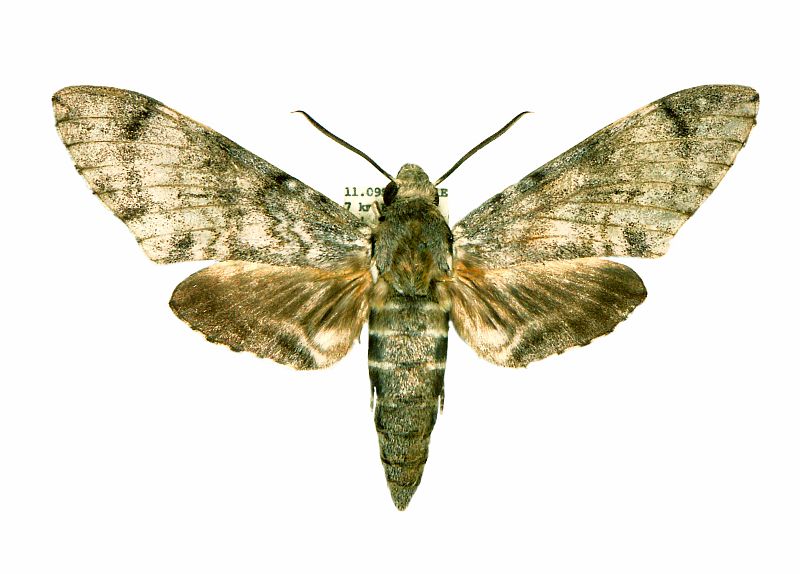 Psilogramma argos