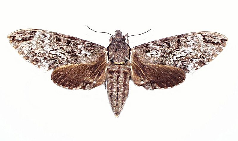 Psilogramma menephron