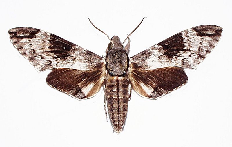 Psilogramma menephron