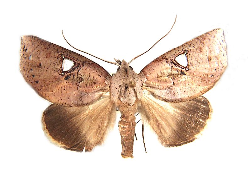 Pterogonia cardinalis