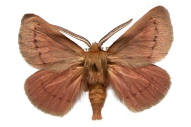 Pterolocera elizabetha