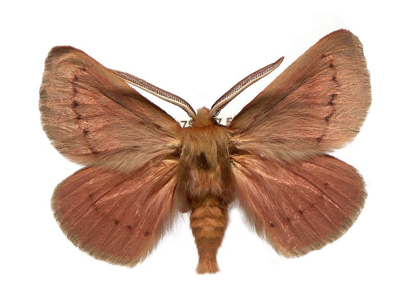 Pterolocera elizabetha