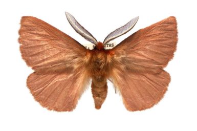 Pterolocera leucocera