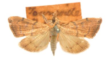 Ptychopseustis amoenella