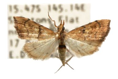 Ptychopseustis eutacta