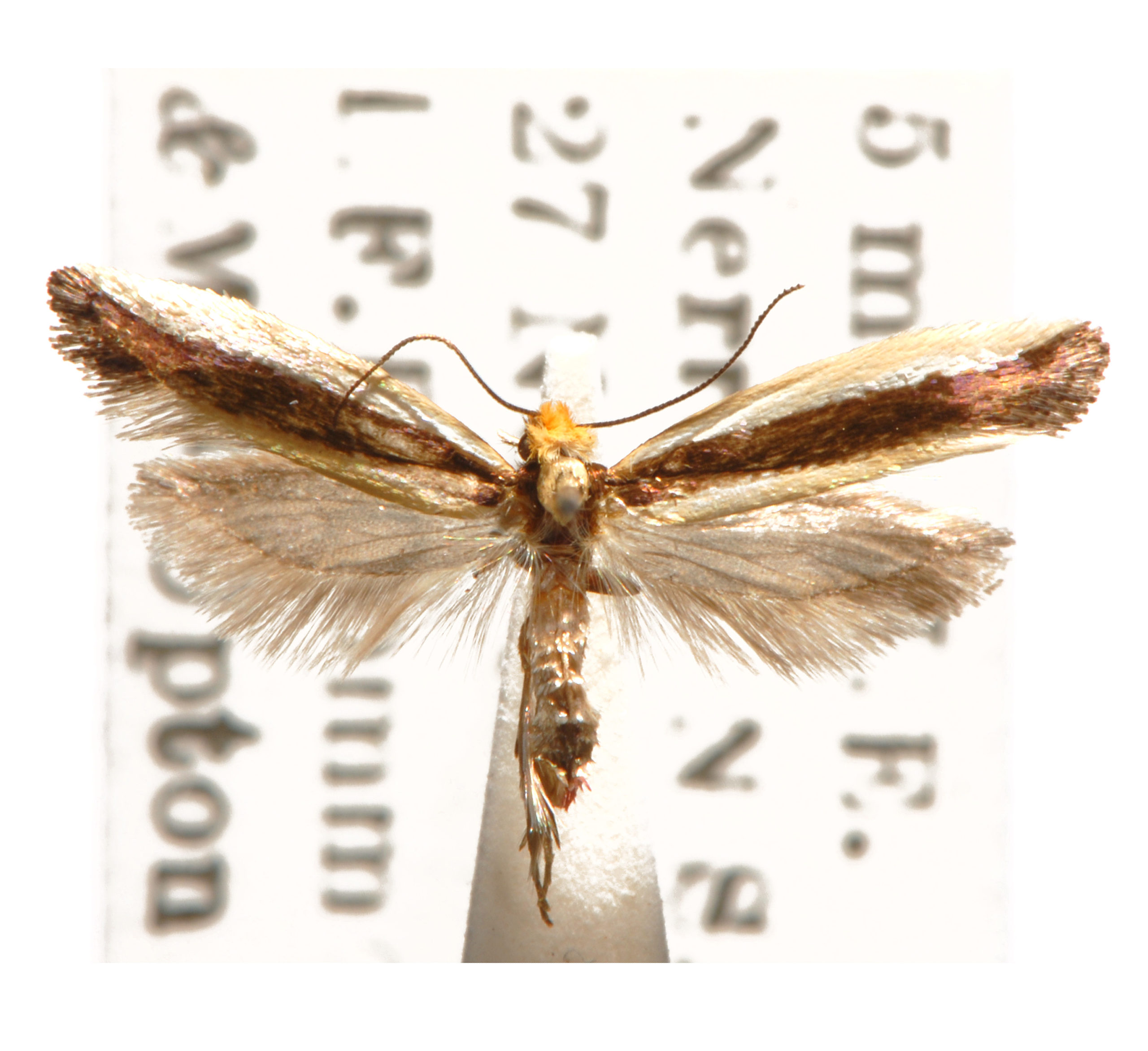 Ptyssoptera lativittella