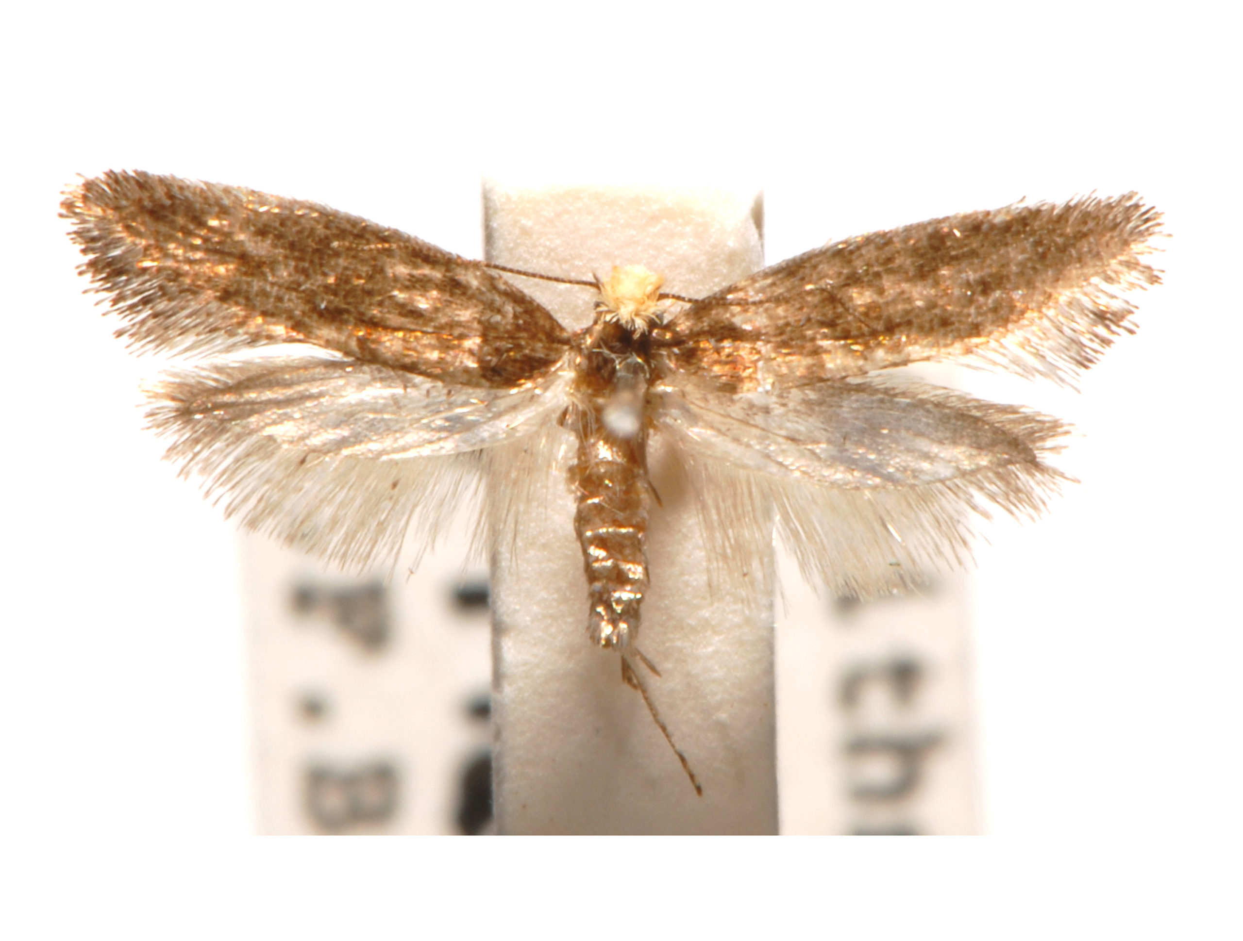 Ptyssoptera melitocoma