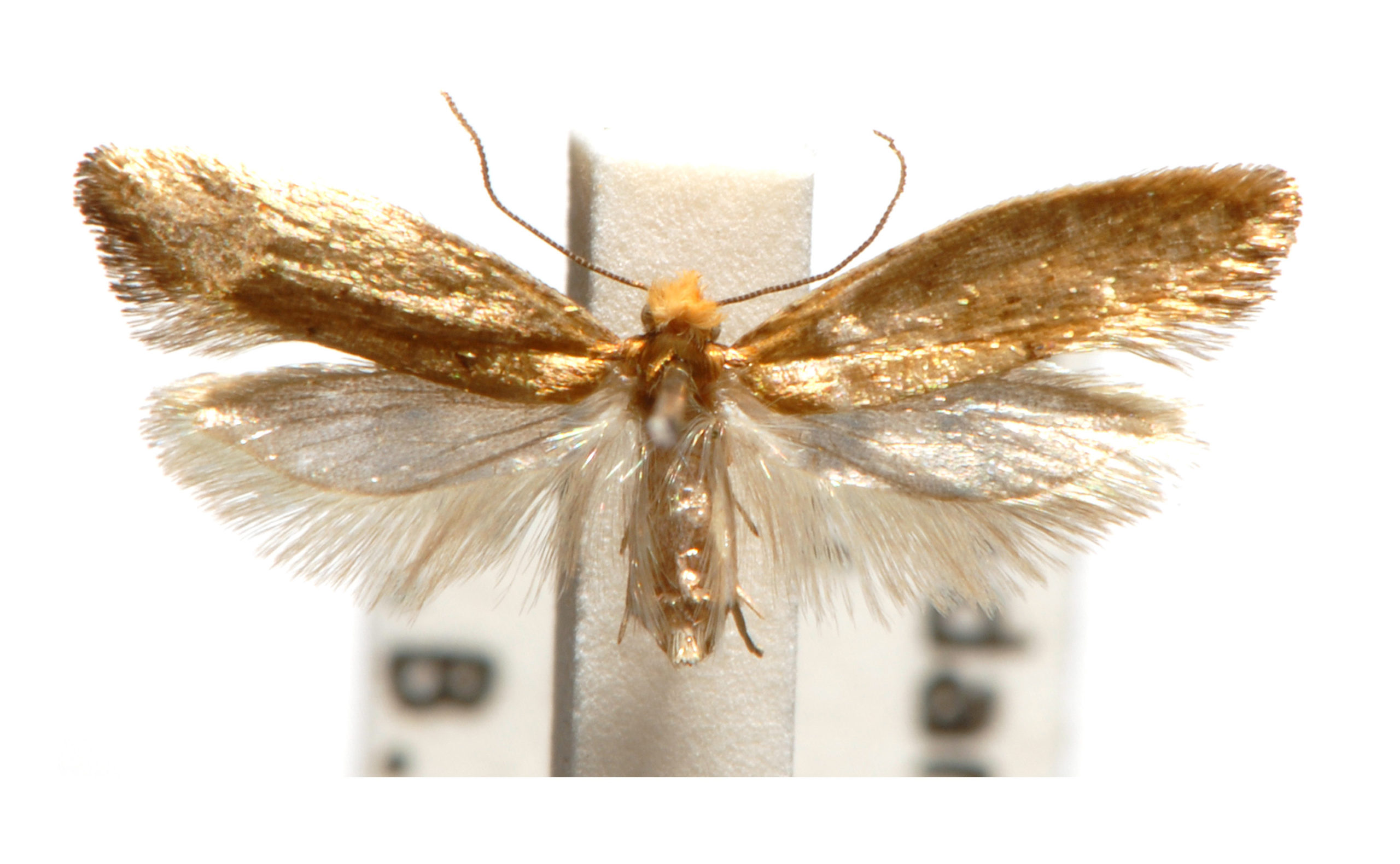 Ptyssoptera teleochra