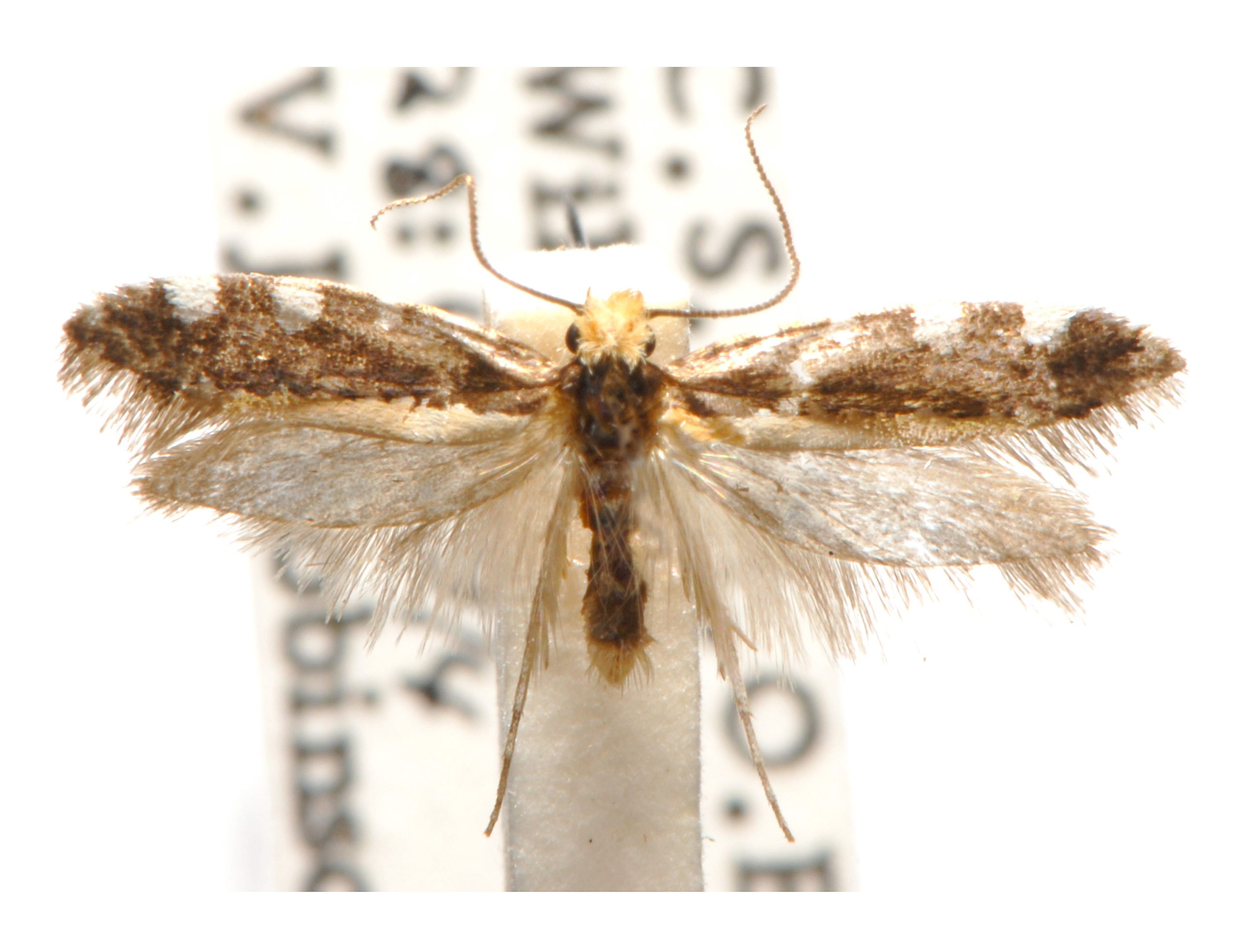 Ptyssoptera tetropa