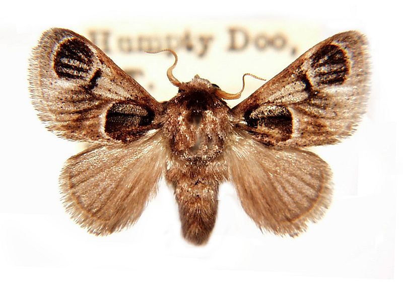 Pygmaeomorpha ocularis