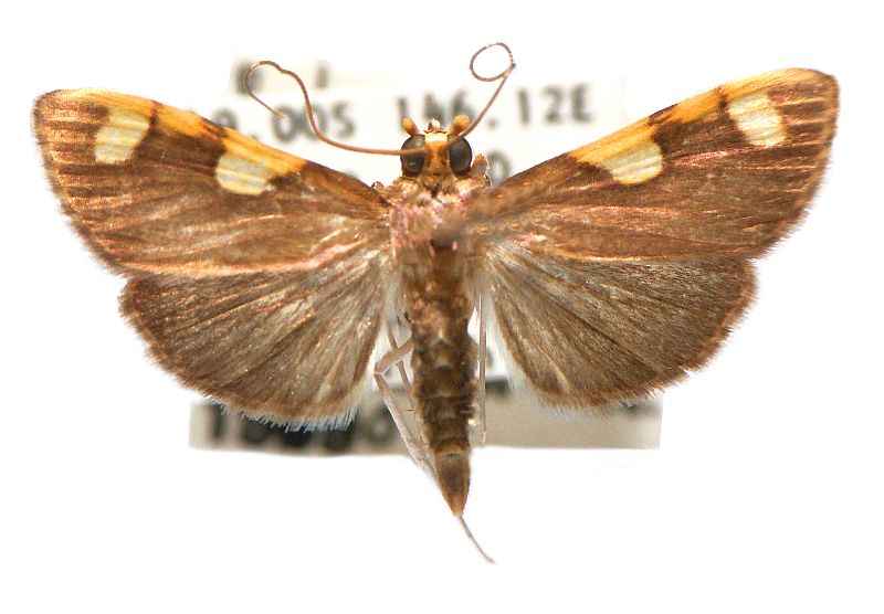 Rehimena infundibulalis