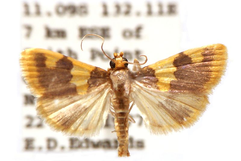 Rehimena phrynealis