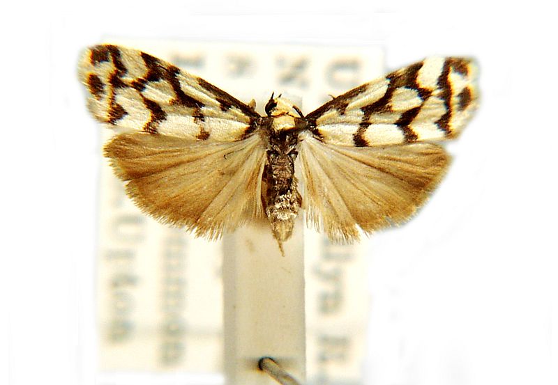 Scaptesyle dictyota