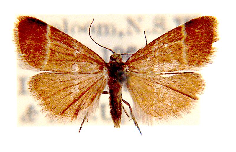 Scaptesyle monogrammaria