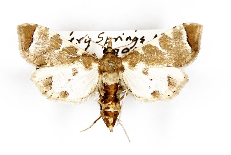 Sceliodes cordalis_pest