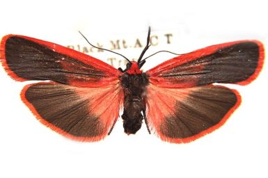 Scoliacma bicolora