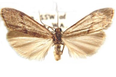 Scoliacma pasteophara