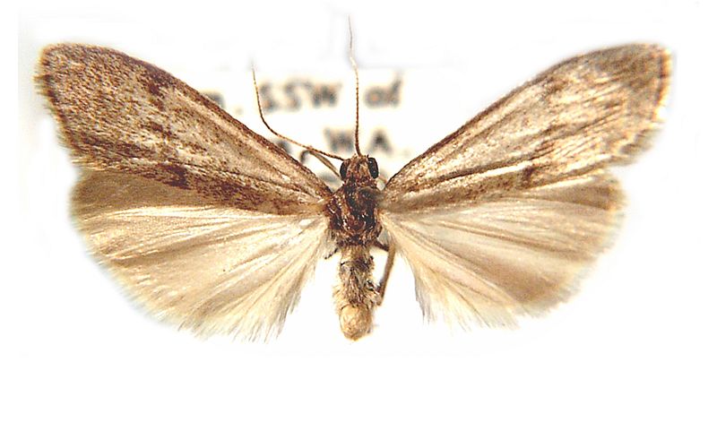 Scoliacma pasteophara
