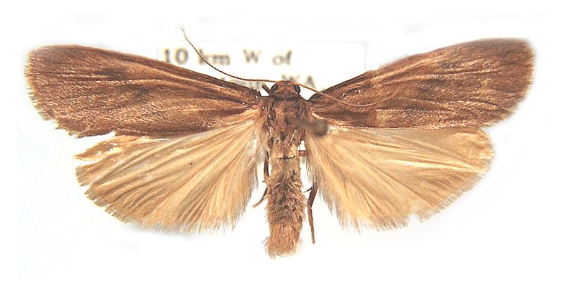 Scoliacma xuthopis