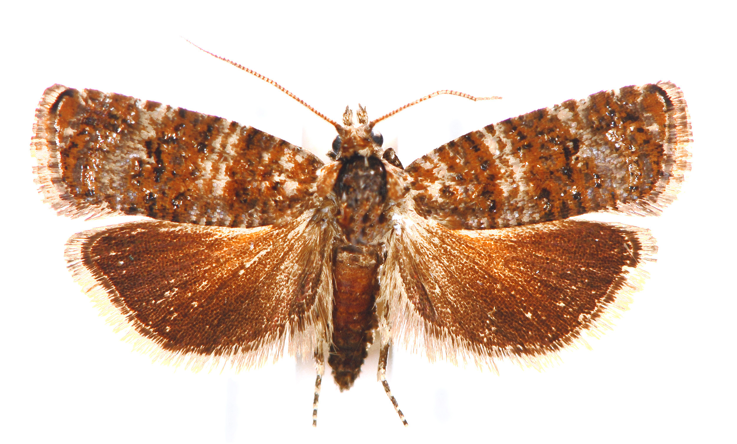 Scolioplecta comptana