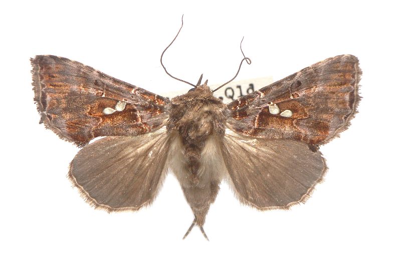 Scriptoplusia rubiflabellata