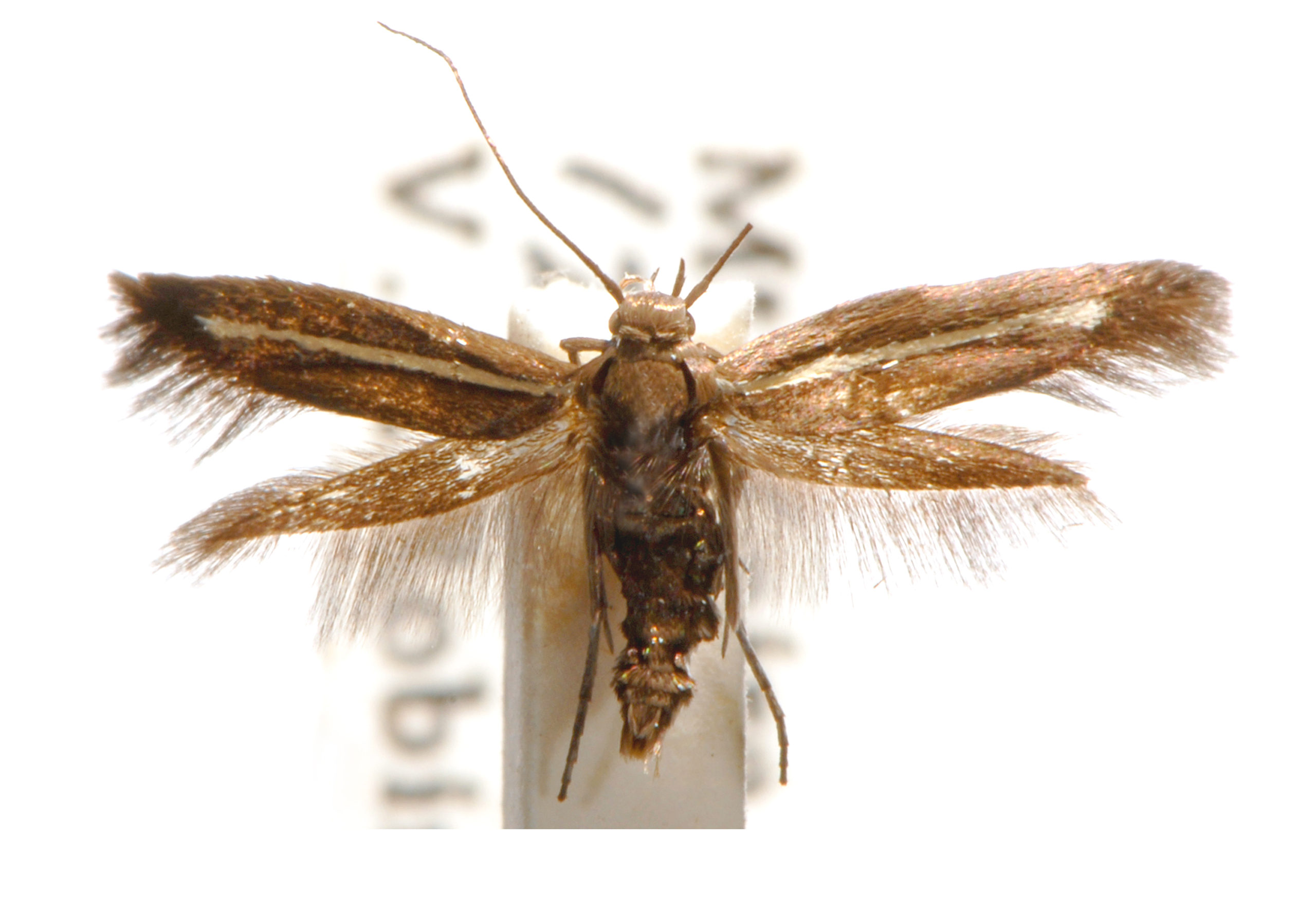 Scythris pleonectis