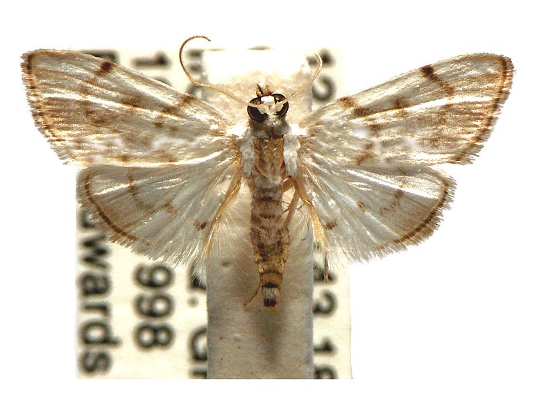 Sericophylla nivalis