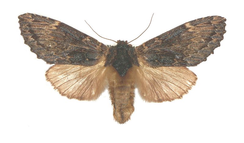 Sorama bicolor