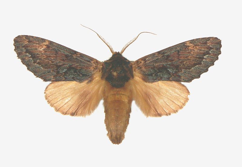 Sorama bicolor