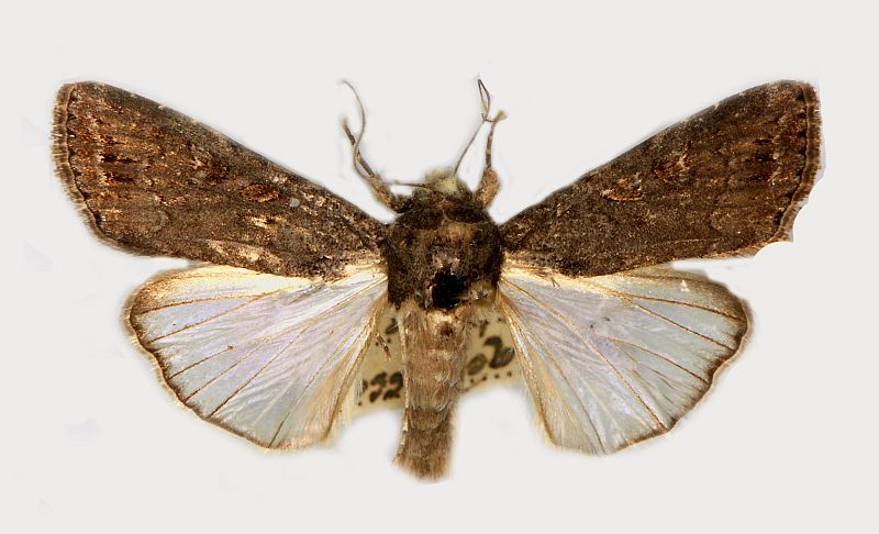 Spodoptera exempta_pest