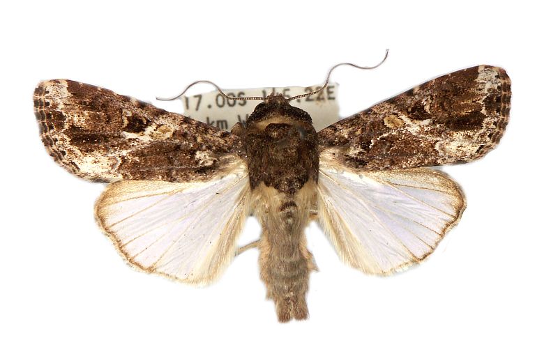 Spodoptera mauritia_pest