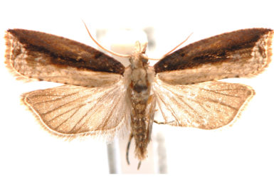 Statherotis euryphaea