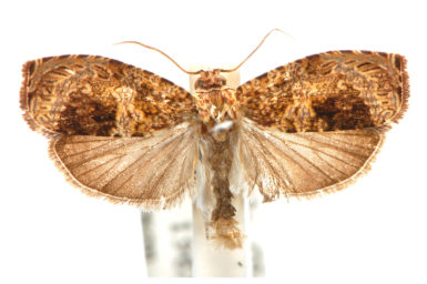Sycacantha niphostetha