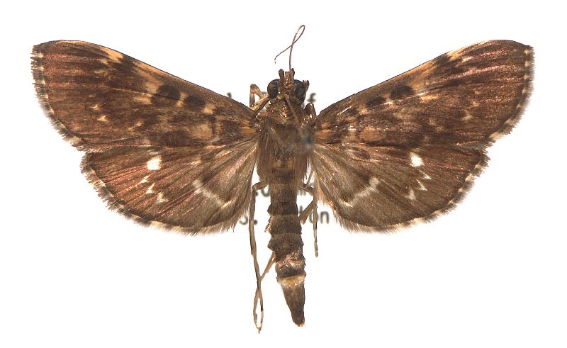 Syllepte leucodontia