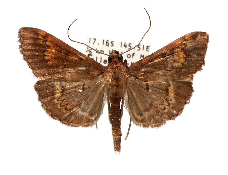 Syllepte trachelota