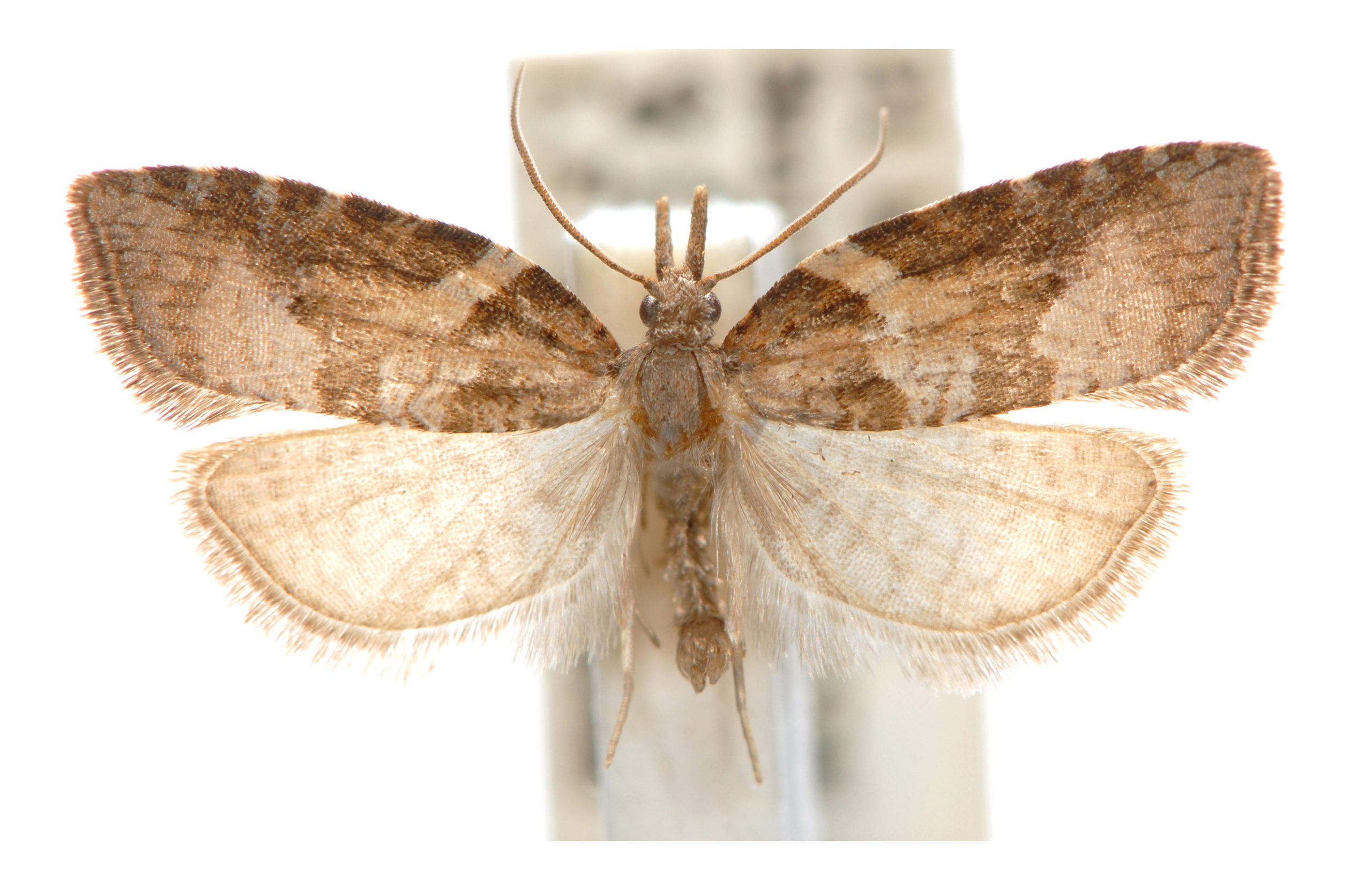 Syllomatia pertinax