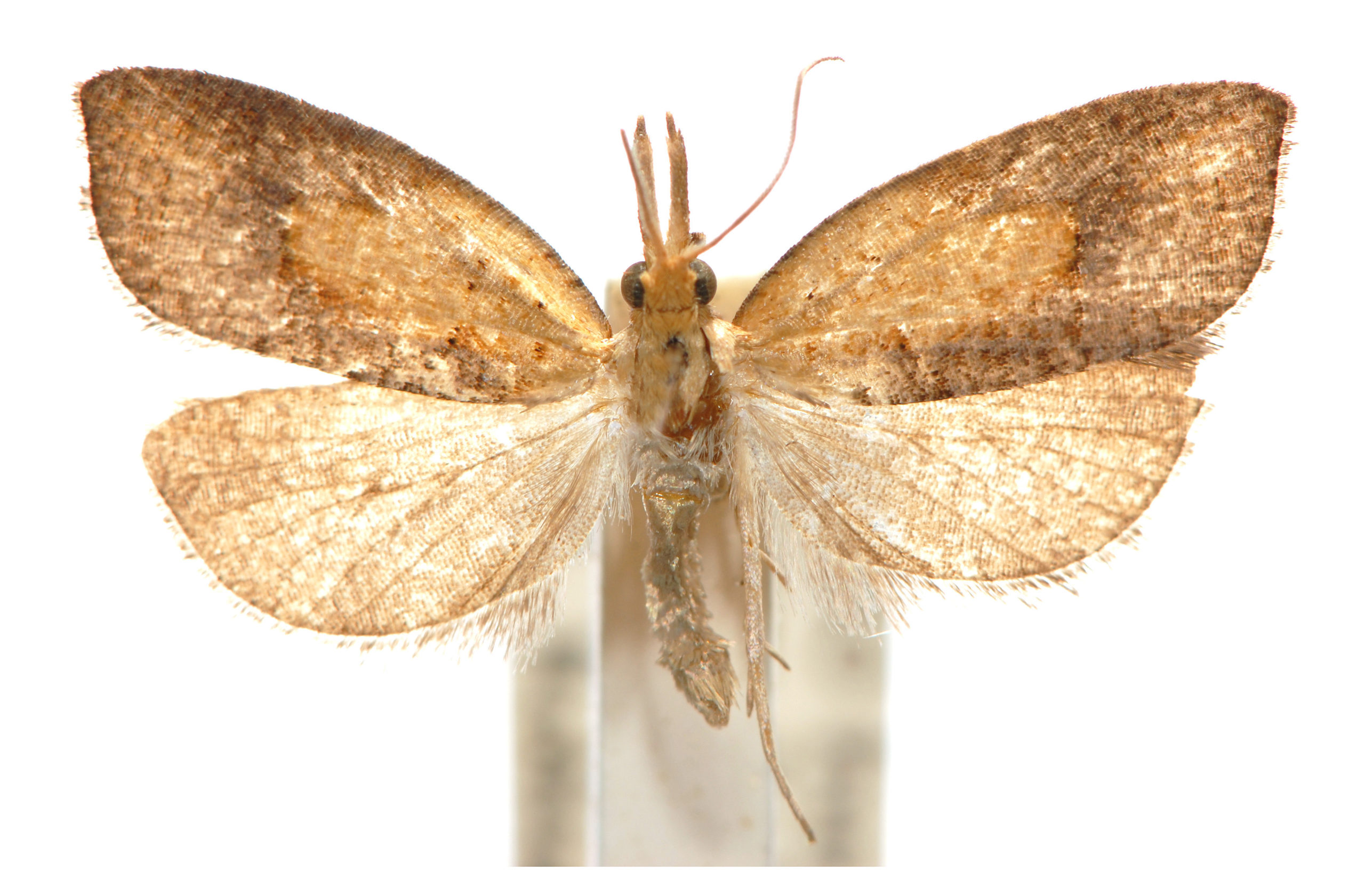 Syllomatia xythopterana