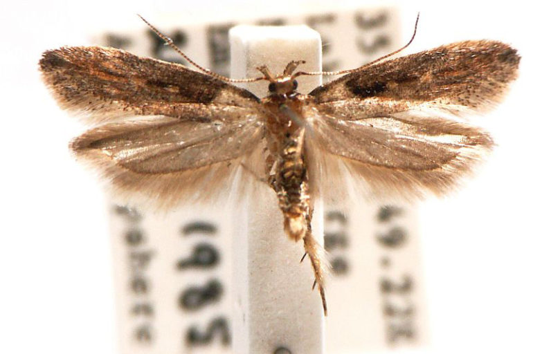 Gelechiidae Australian Moths Online