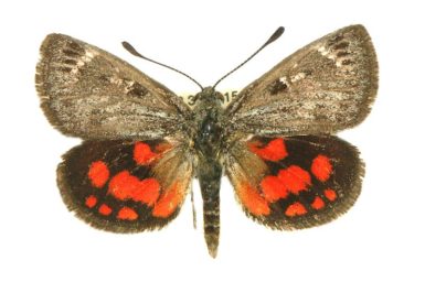Synemon catocaloides