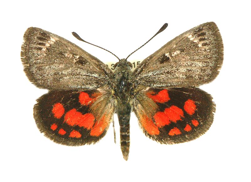 Synemon catocaloides