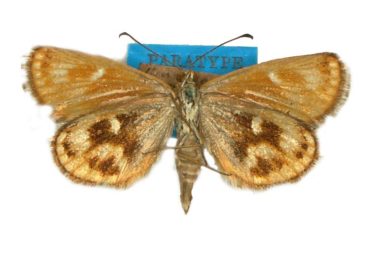 Synemon phaeoptila