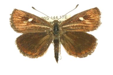 Synemon phaeoptila