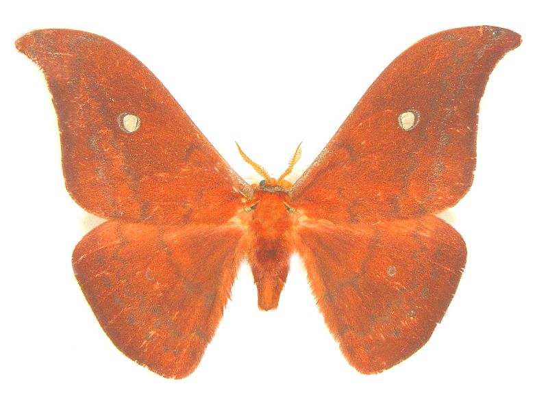 Syntherata leonae